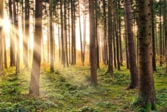 Revisione Finale degli Indicatori Generici Internazionali (IGI)