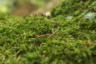 Definizione dello standard nazionale FSC per la certificazione di gestione forestale