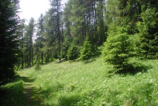 Magnifica Comunità di Fiemme
