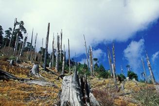 I sistemi di gestione di FSC sono pensati in funzione delle foreste.