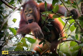 IAmExpedition Borneo: al via la seconda spedizione