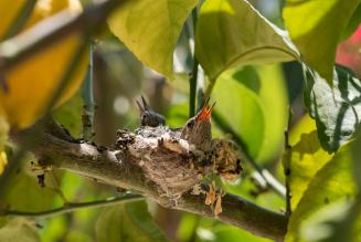CAT WWF conferma FSC come schema più rigoroso