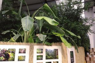 LSCP exhibition forest