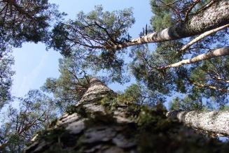 Spagna pino silvestre