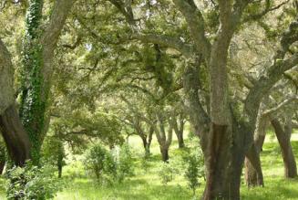 thumbnail_prima_bozza_standard_nazionali