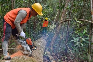 FSC_thumb_controlled_wood_borneo