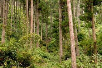 FSC_forest_plantations