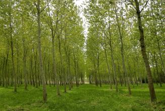 FSC_impianto_pioppi_lombardia