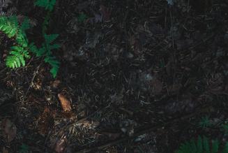 thumb_FSC_collegato_ambientale