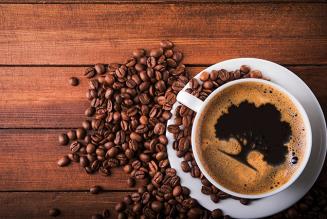 thumb_deforestazione_caffè