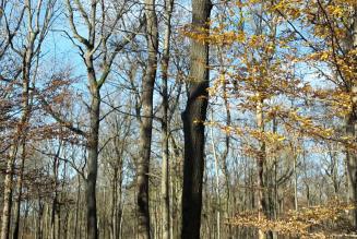 Partecipanza dei Boschi di Trino: giornata aperta alla consultazione dei portatori di interesse