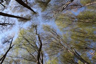 Lo standard FSC® di Gestione Forestale Nazionale