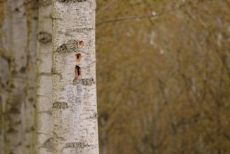 Aperta la consultazione pubblica della Seconda Bozza dello Standard di Gestione Forestale Nazionale