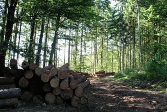 Limitazioni di LCA possono essere affrontati con la certificazione FSC