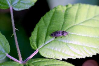 Istituito il gruppo di lavoro per la revisione della politica FSC sui pesticidi