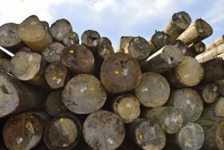 EUTR e licenze FLEGT dall’Indonesia: facciamo un po' di chiarezza