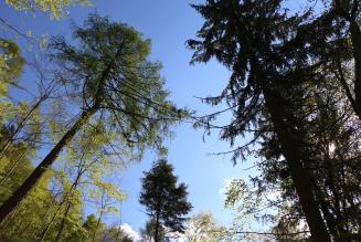 Approvata la bozza finale dello Standard Nazionale di Gestione Forestale FSC