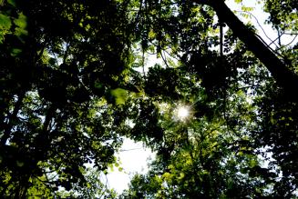 Dal Forum di Roma indicazioni importanti per le foreste italiane