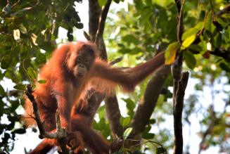 La mostra sulle foreste del mondo ospite all’orto botanico di Padova