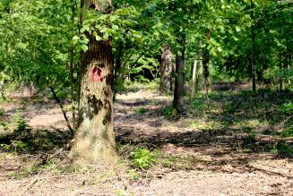 Posticipata la verifica della bozza finale del nuovo Standard Nazionale di Gestione Forestale FSC