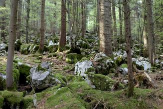 Forum Nazionale delle Foreste: il futuro del settore forestale nazionale riparte da Padova