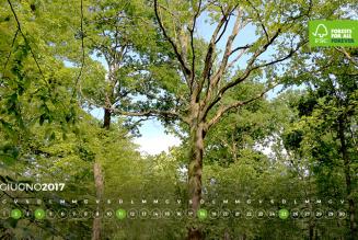 #AForestInAYear: il bosco delle Sorti della Partecipanza