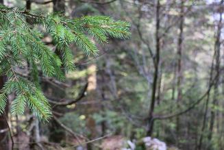 Bilancio Sociale 2016 di FSC: le foreste sono il nostro futuro