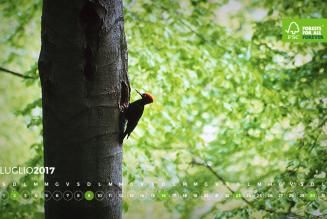 #AForestInAYear: Compagnia Le Foreste del Benso