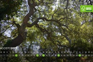 #AForestInAYear: Sughereta Sperimentale Cusseddu - Miali - Parapinta