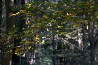 FSC Friday è ogni giorno dell’anno