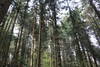 A breve la verifica della Bozza finale del nuovo Standard Nazionale FSC di Gestione Forestale