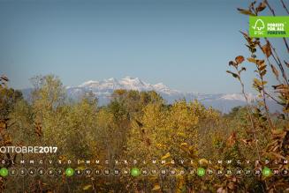 #AForestInAYear: Associazione Forestale di Pianura