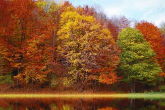 Il 21 novembre è la Giornata nazionale degli alberi e dei boschi