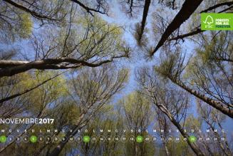 #AForestInAYear: Gruppo Waldplus