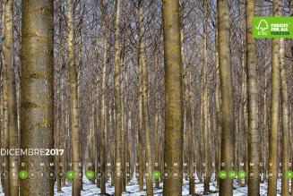 #AForestInAYear: Azienda Agricola Rosa Anna e Rosa Luigia s.s.