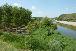 Certificazione FSC: opportunità legate alla pioppicoltura sostenibile