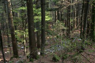 Gestione forestale responsabile: a maggio Asiago si tinge di verde