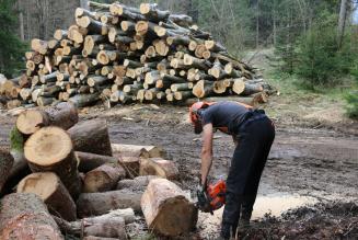 Gestione forestale e diritti dei lavoratori: i nuovi indicatori ILO