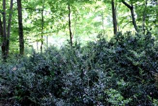 Nuovo standard di gestione forestale nazionale FSC: opportunità, innovazioni e risvolti professionali