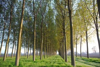 Servizi Ecosistemici e pioppicoltura: novità dal progetto Ecopay-Connect 2020