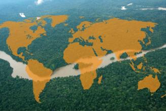 Quanto legno certificato FSC è disponibile nel mercato?