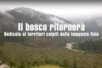 Il bosco ritornerà