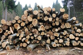 Esteso a marzo 2019 il processo per l’identificazione della strategia sul Legno Controllato FSC