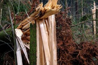 Tempesta Vaia: ripartiamo dal bosco