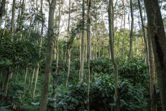 Una nuova ricerca evidenzia gli impatti ambientali positivi della certificazione FSC