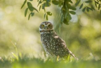 Salvaguardiamo le foreste per conservare la biodiversità