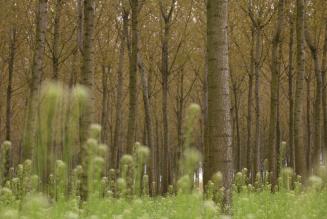 Aperta la consultazione pubblica sulla richiesta congiunta di deroga all’uso di prodotti fitosanitari