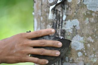 FSC tra i membri fondatori della nuova piattaforma globale per la gomma naturale sostenibile
