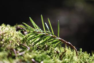 Pubblicata la nuova politica sui pesticidi di FSC