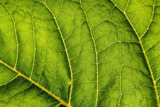 Pesticides & Alternatives: una nuova app monitora l’uso dei pesticidi e suggerisce alternative